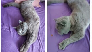 Sleepy Kitty Gets Woken Up With A Treat