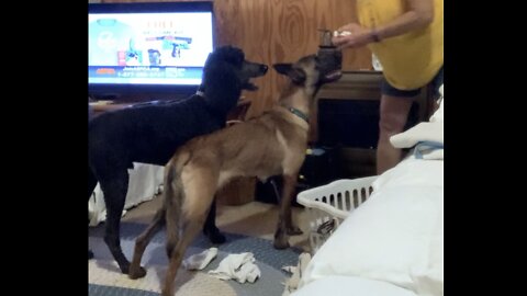 Poodle helps teach abused Malinois not to fear laundry being folded