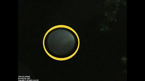 Strange phenomenon caught by the camera on a drizzly night, its not the moon... [Nature & Animals]