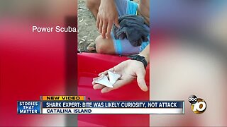 Shark expert: Catalina bite was likely curiosity, not attack
