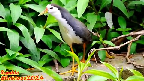 Birds and beautiful nature