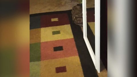 Cat Vs Mirror