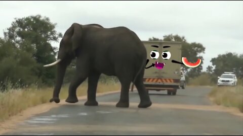 Elephant Thugs attack vehicles