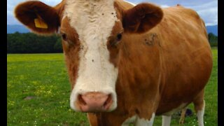 Covid the Cow: I grew up in a herd!