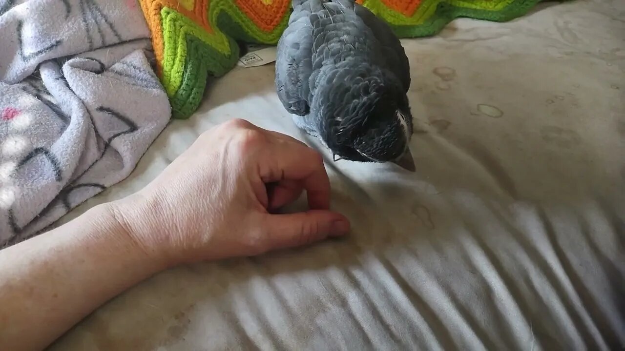 Ziggy getting his daily scritchies