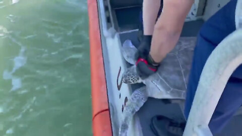 Coast Guard, partner agencies release sea turtles affected by winter storm near Corpus Christi, TX
