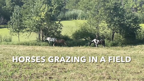 Horses Grazing In A Field