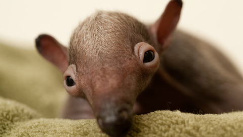 Incredibly Cute Baby Anteater