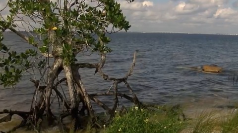 Discharges from Lake Okeechobee killing sea grass