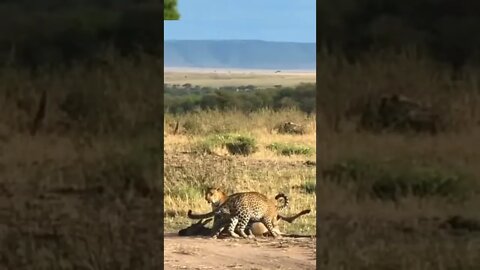 Leopard Kill / Two Leopards Dragging A Wildebeest / Wildlife at its best
