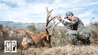 Giant Tule Elk In California | Mark V. Peterson Hunting