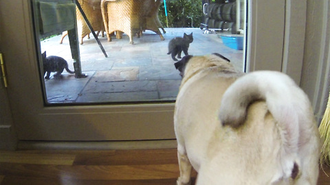 Kittens taught frustrated pug through glass door
