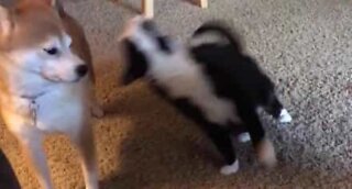 Cat tests limits of friendship with dog!