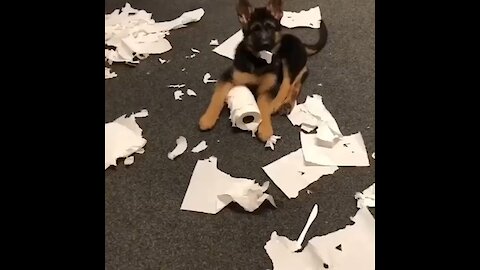 German Shepherd puppy makes huge mess
