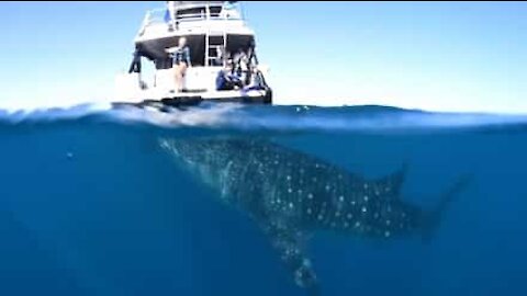 Whale shark encounter delights tourists