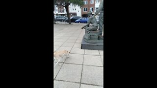 Happy Doggy Visiting Old Portsmouth UK