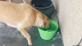 Ce que fait ce chien avec l'eau est très étrange!