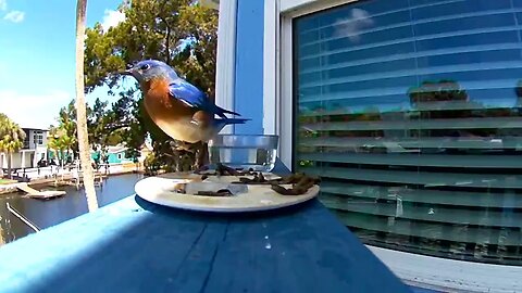 Mr. E. Blue Bird returns to fill up on delicous Bug Buffet