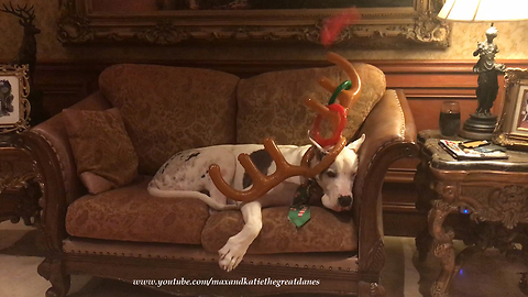 Great Dane "enthusiastically" plays reindeer toss game