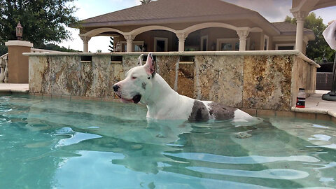 Happy Deaf Great Dane Talks To Himself While Sitting In The Pool