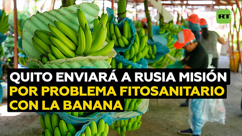 Ecuador enviará a Rusia misión por problema fitosanitario con la banana