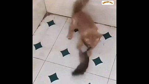 Cat and fat mouse fight🤣🤣 interesting video