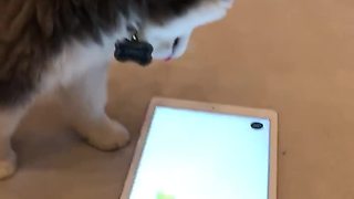 This Pomeranian Puppy Totally Loses It On A Tablet Game