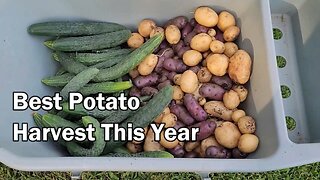 Harvesting Kennebec Potatoes And A Look At Our Other Potatoes Harvested