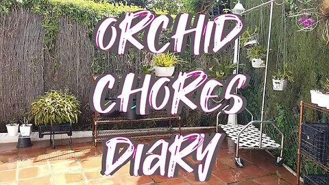 Orchid Collection Patio Tour | Buds | Blooms | New Growths | Full on Patio Clean up #ninjaorchids