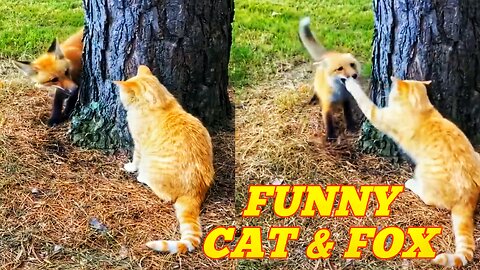 Funny Cat and Fox 🐱🐈‍⬛ Funny Cats 🐈🐈 Funny animals 🐱🐈‍⬛ Funny cats and dogs 🐈🐕‍🦺