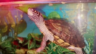 🐢 Turtle vs Shrimp 🦐 Warning LIVE FEEDING