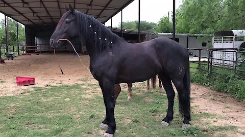 Playful horse takes over his own training