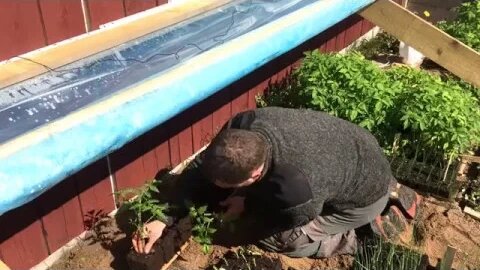 Transplanting, Cold Frame & Tomato Update