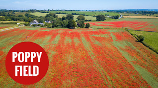 Thousands of poppies have burst into bloom in Wiltshire