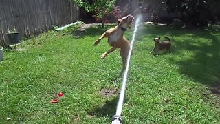 Dogs vs Water Hose