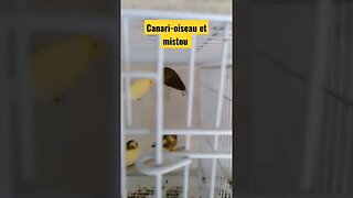 Canari-oiseau et mistou