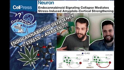 How The EndoCannabinoid System Controls Stress And Anxiety | Cannabinoid Tone In The Brain | FPS #6