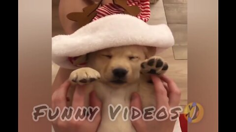 🐶 Funny Dog Videos 2022 🐶 EPISODE 12 🤣 It’s time for ANOTHER LAUGH with these crazy dogs 🐕