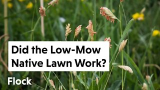 LOW-MOW NATIVE LAWN: Success or Failure? — Ep. 115