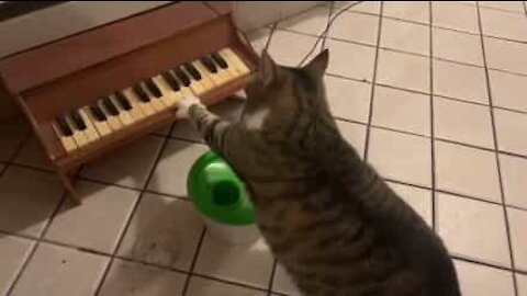 Gato toca piano para pedir comida!