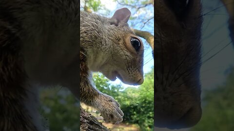Nut loving squirrel