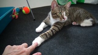 I Can Touch the Paw of the Cute Kitten