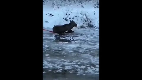 People Saves Moose Stranded On Frozen Lake #viral