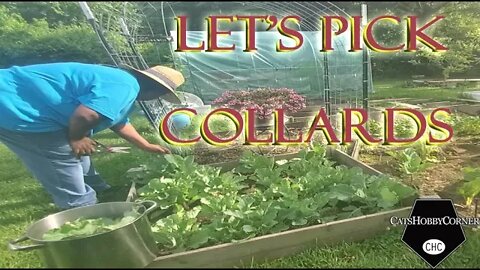 Collard Green Harvesting - 1Jun2022