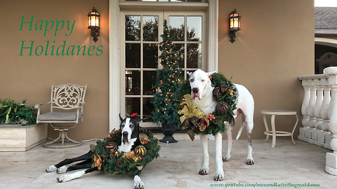 Great Danes sing along to Christmas songs