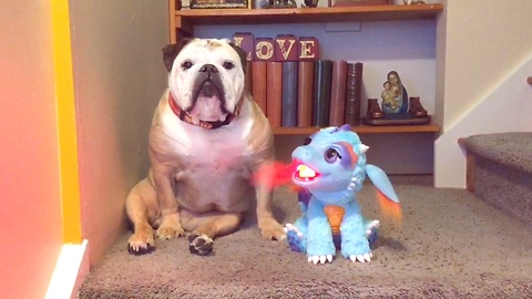 Khaleesi the Bulldog and her dragon friend