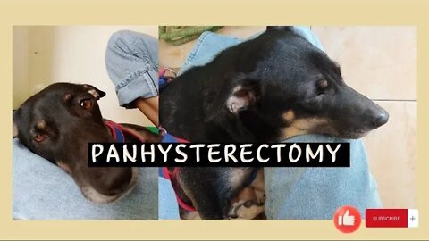 Our Dog's Surgery | Uterus Removal | Rick&Mari