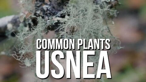 Common Plants: Usnea (Old Man's Beard)