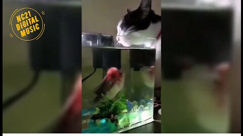 Funny Videos of Dogs, Cats, Animals, Cat Drinking Water in the Aquarium