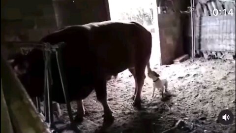 Why is this Dog Annoying the Cow?